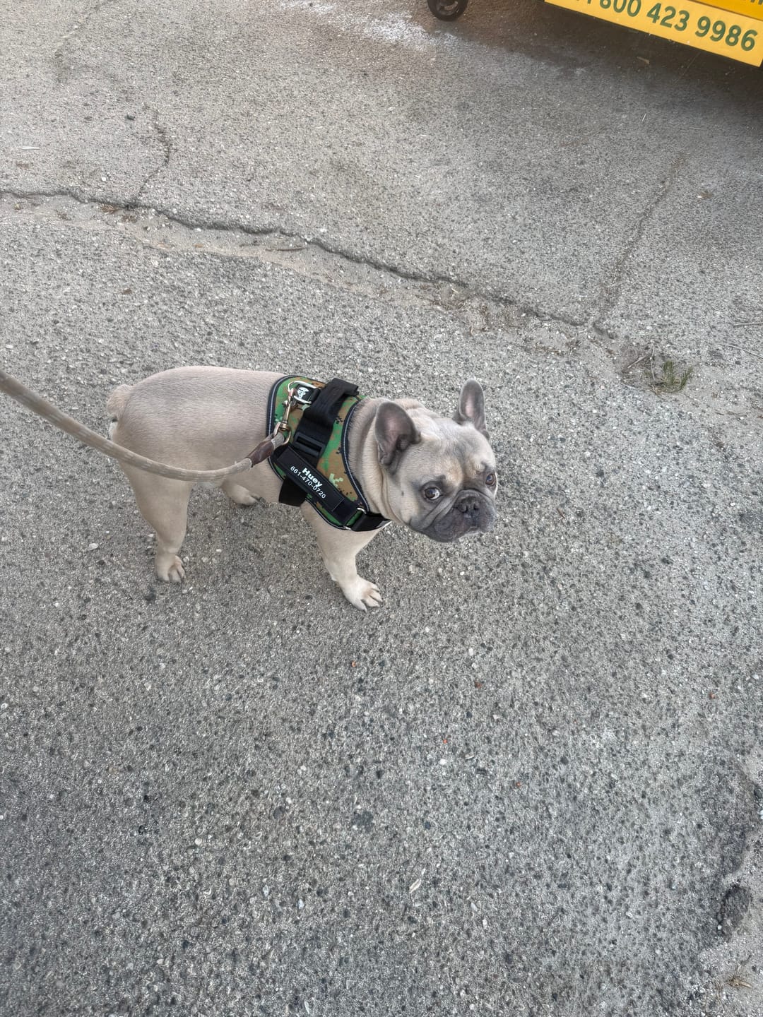 Customer photo review of Dogshood ™ Ergonomic Harness