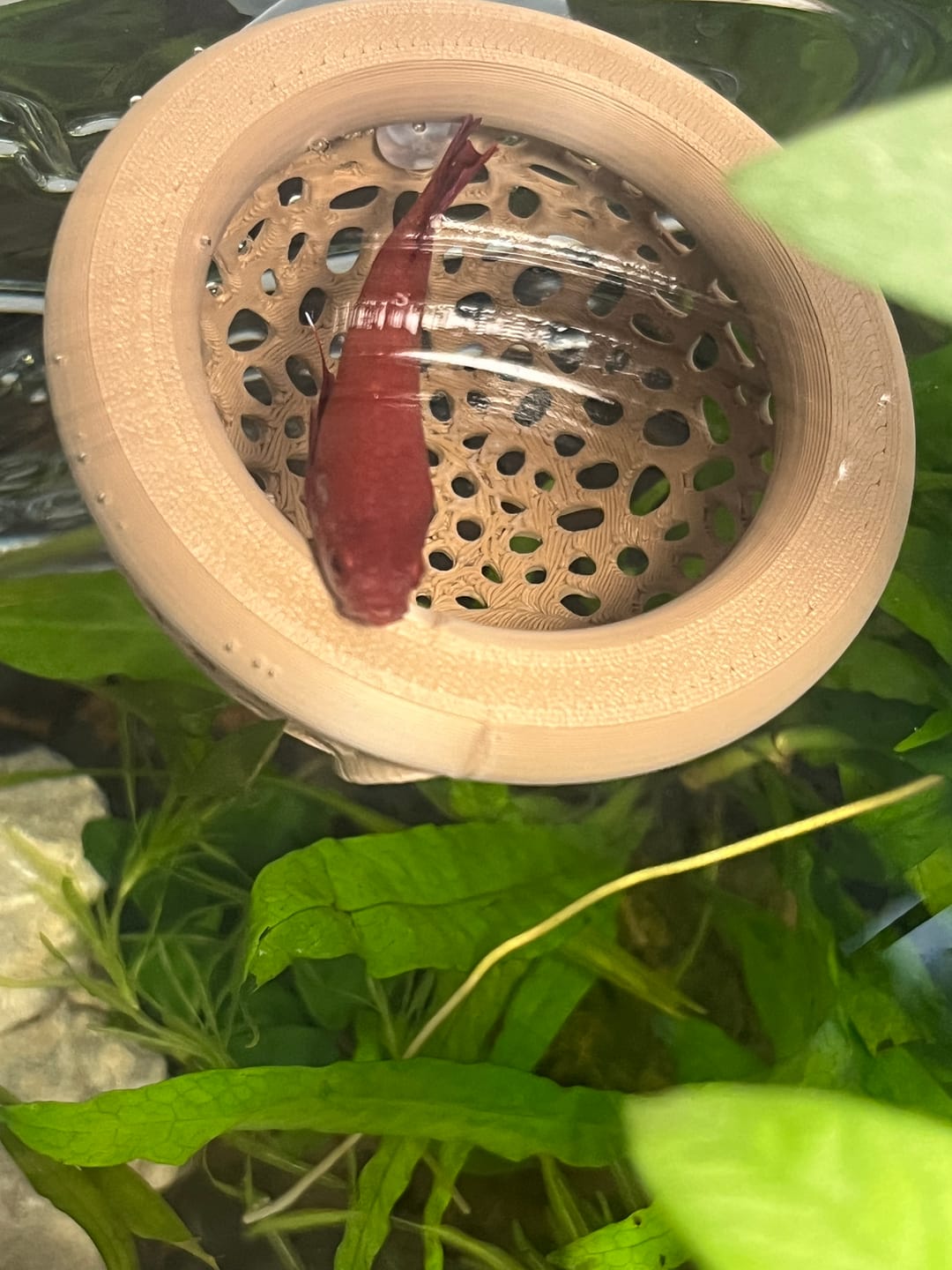 Customer photo review of Super Red Plakat Male Betta Fish