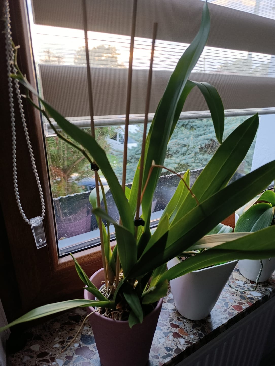 Customer photo review of Spinnenorchidee Brassia Fabian mit 2+ Rispen