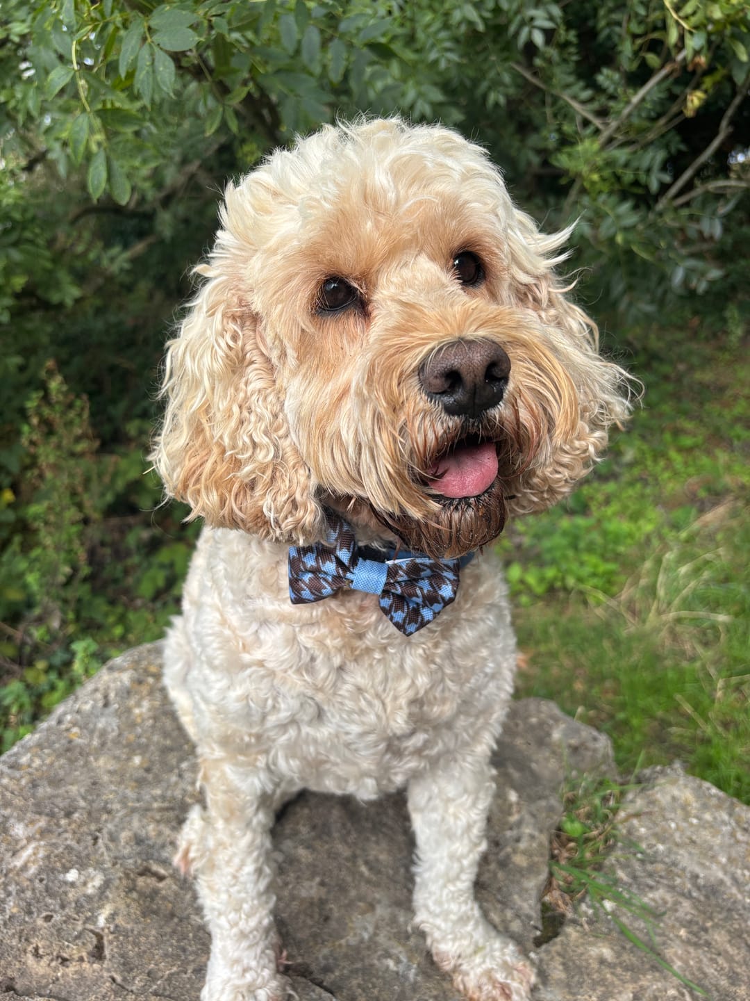 Customer photo review of Bow Tie - Horizon Houndstooth