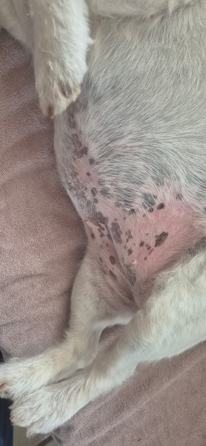 Customer photo review of FlexCare (Joint & Movement Support For Dogs)