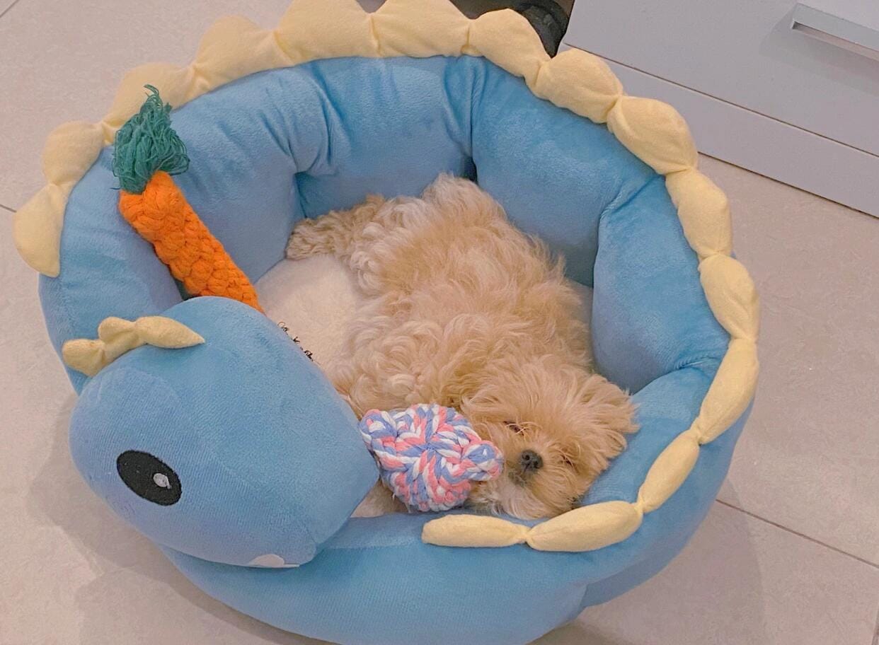 Customer photo review of Cozy Dinosaur Cat Bed 🦕