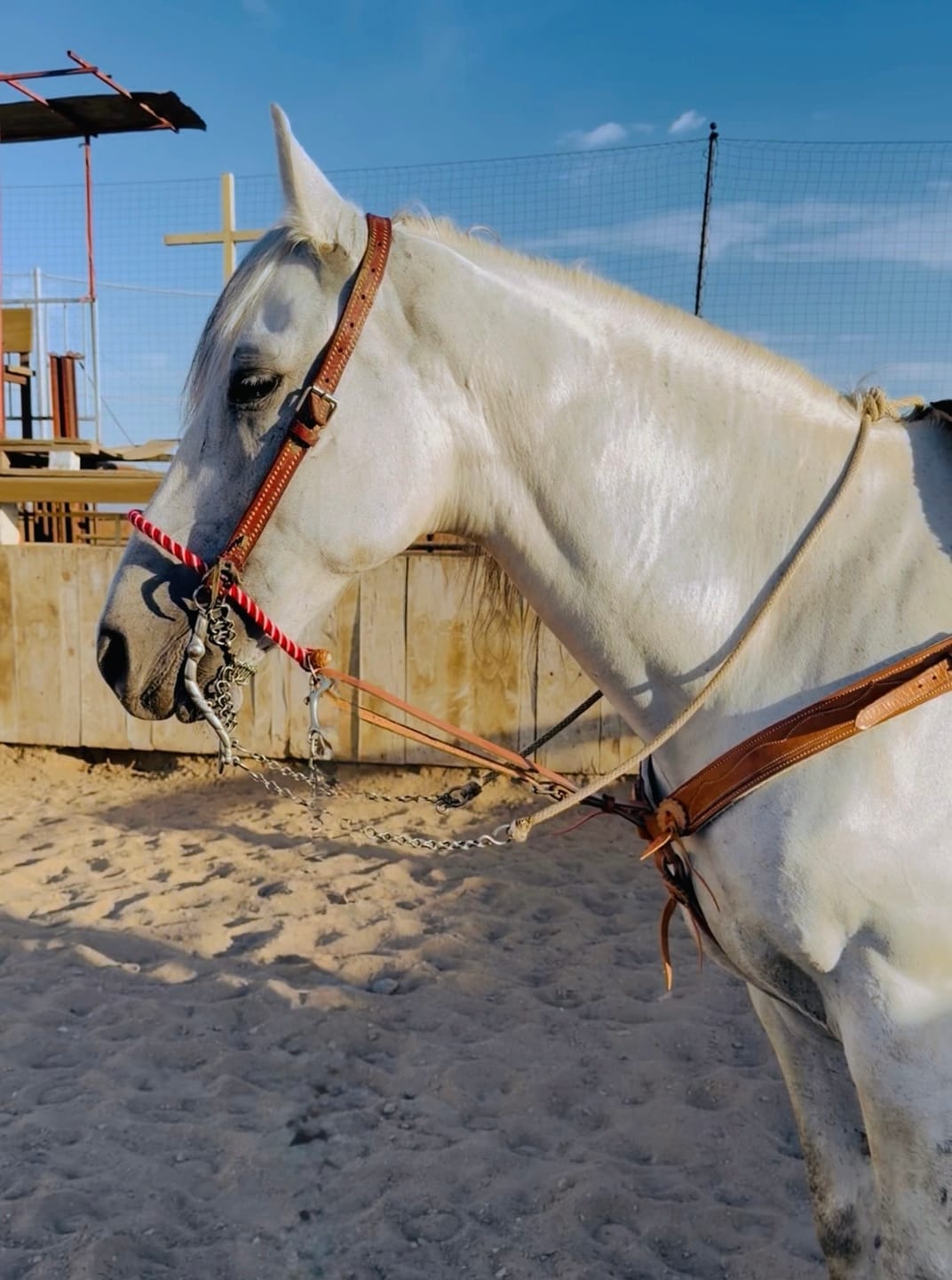Customer photo review of OptiWize Collagen +Plus Horse Joint Supplement