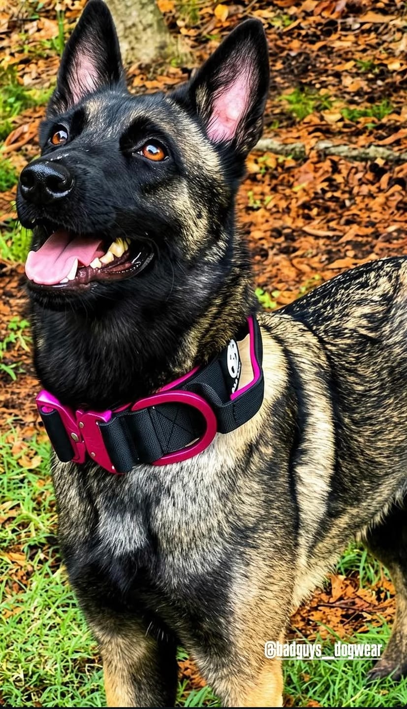 Customer photo review of Collare Crime 5cm