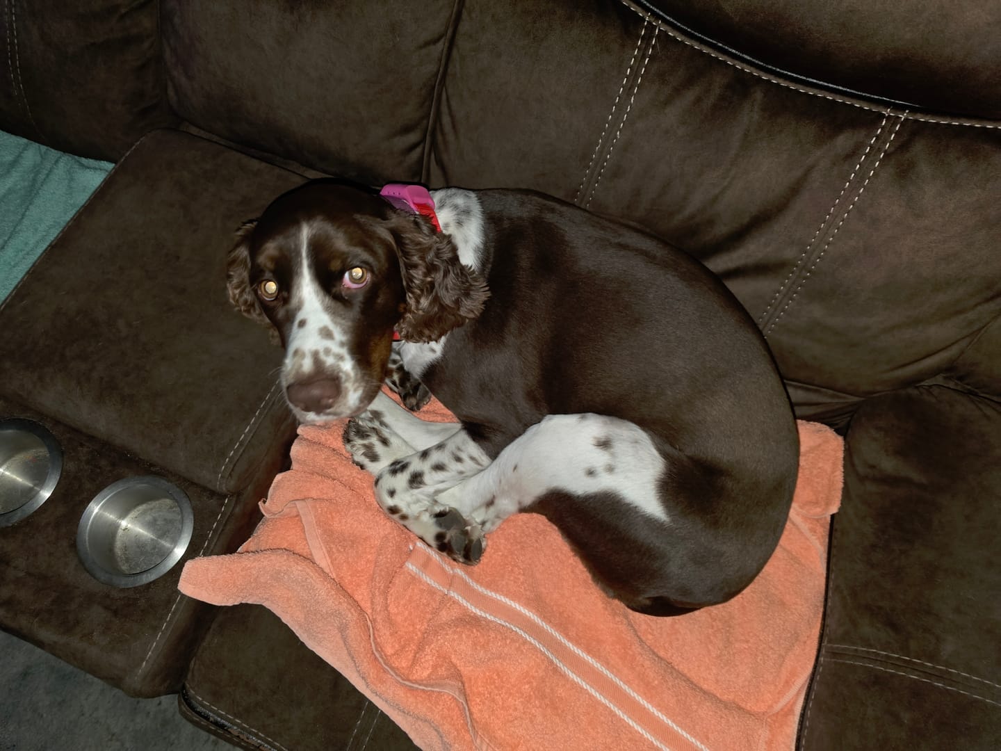 Customer photo review of FurLife™ 12 Months Flea and Tick Free