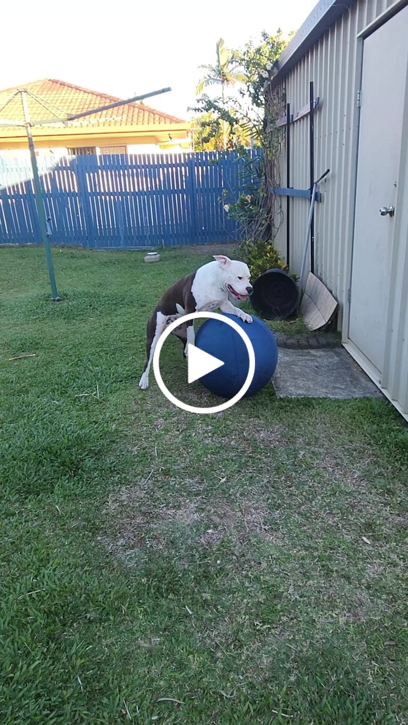 Customer video review of Herding Ball