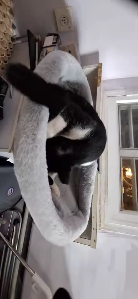 Customer photo review of FlotyCat® Desk Hammock