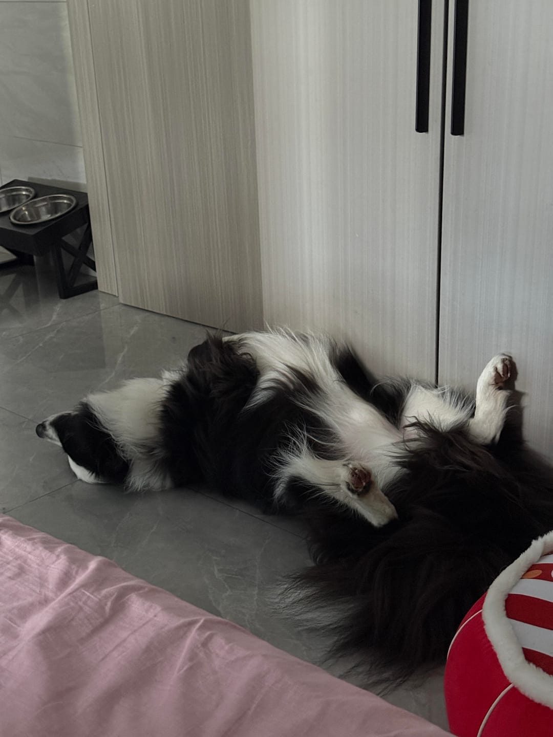 Customer photo review of Adjustable Elevated Pet Bowl