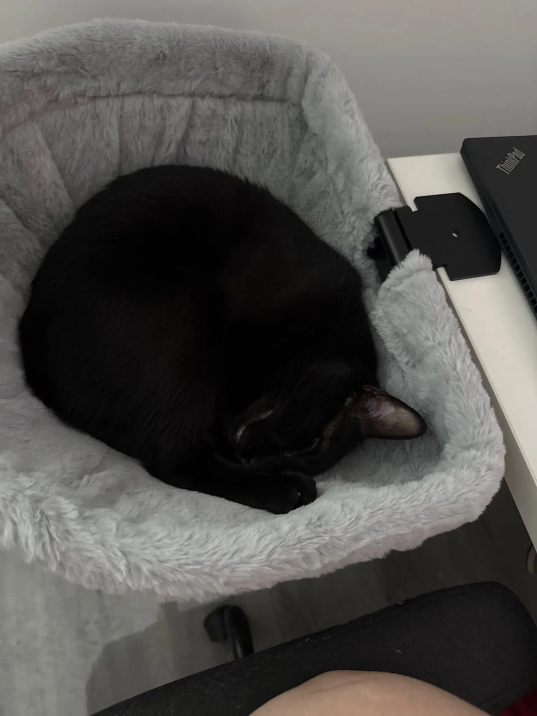 Customer photo review of FlotyCat® Desk Hammock