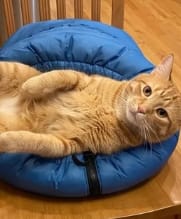Customer photo review of Bolsa Secadora para Gatos