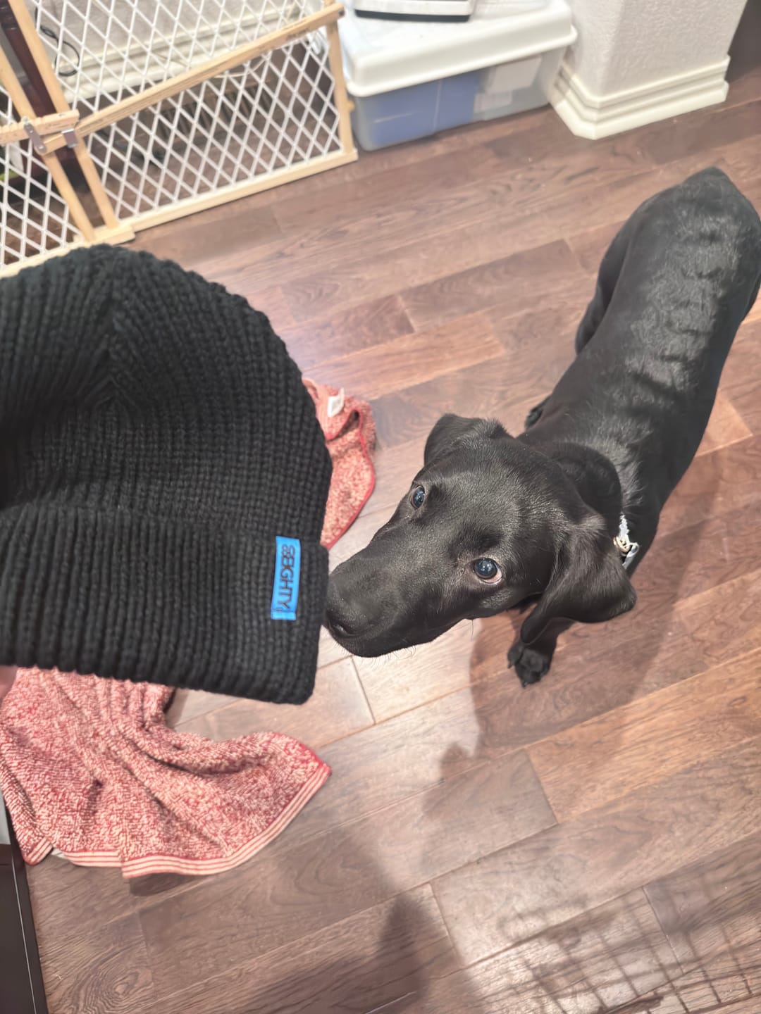 Customer photo review of 80eighty® Onyx Beanie