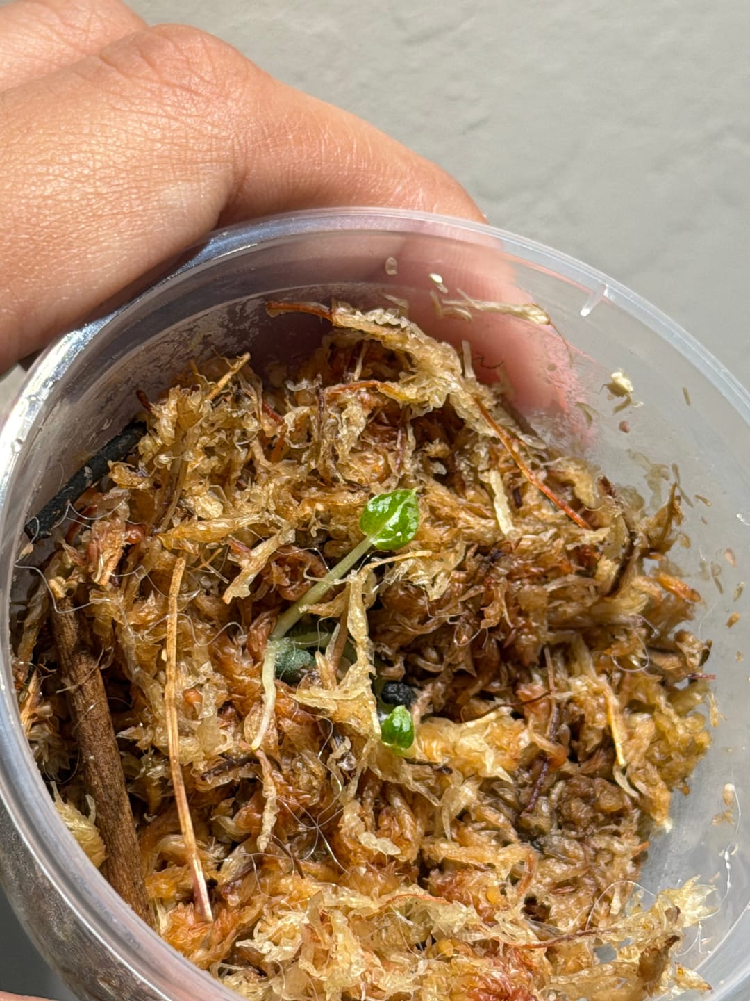 Customer photo review of (Variegated Wonderboy × Papillilaminum) × Tezula Dreamweaver F4
