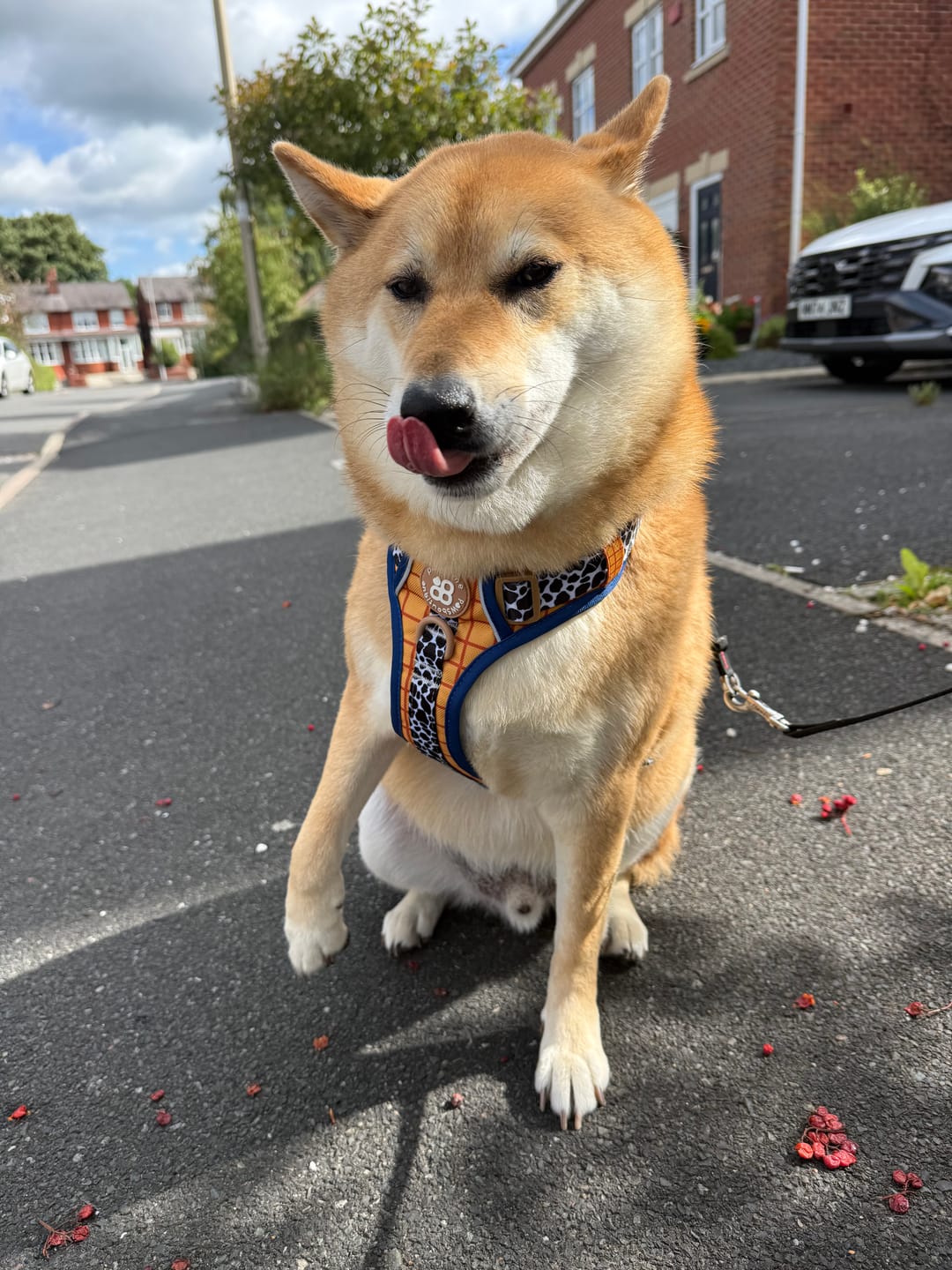 Customer photo review of Disney© Tough Trails™ Harness - Woody
