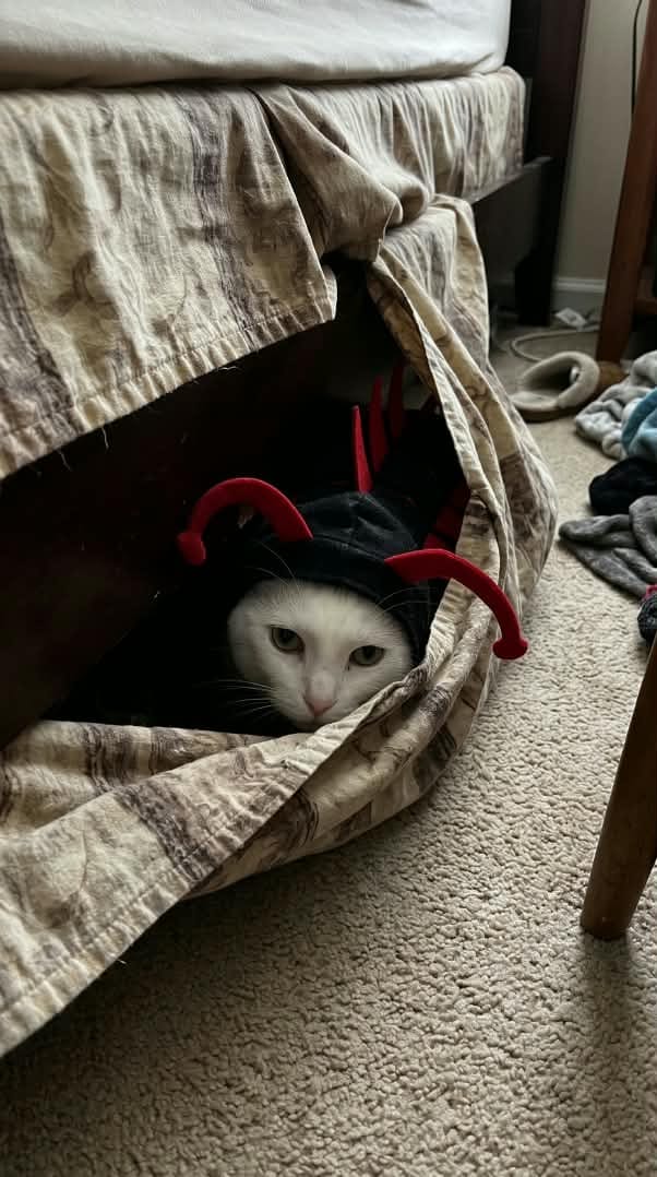 Customer photo review of traje de gato 3D centipeda