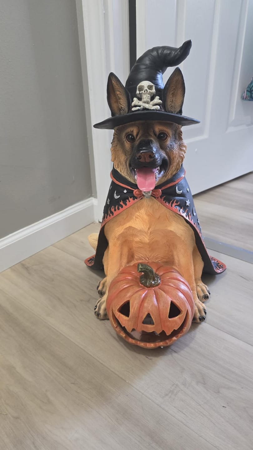 Customer photo review of Halloween German Shepherd Statue, Large Witch Dog Figurine with LED Light Up Pumpkin
