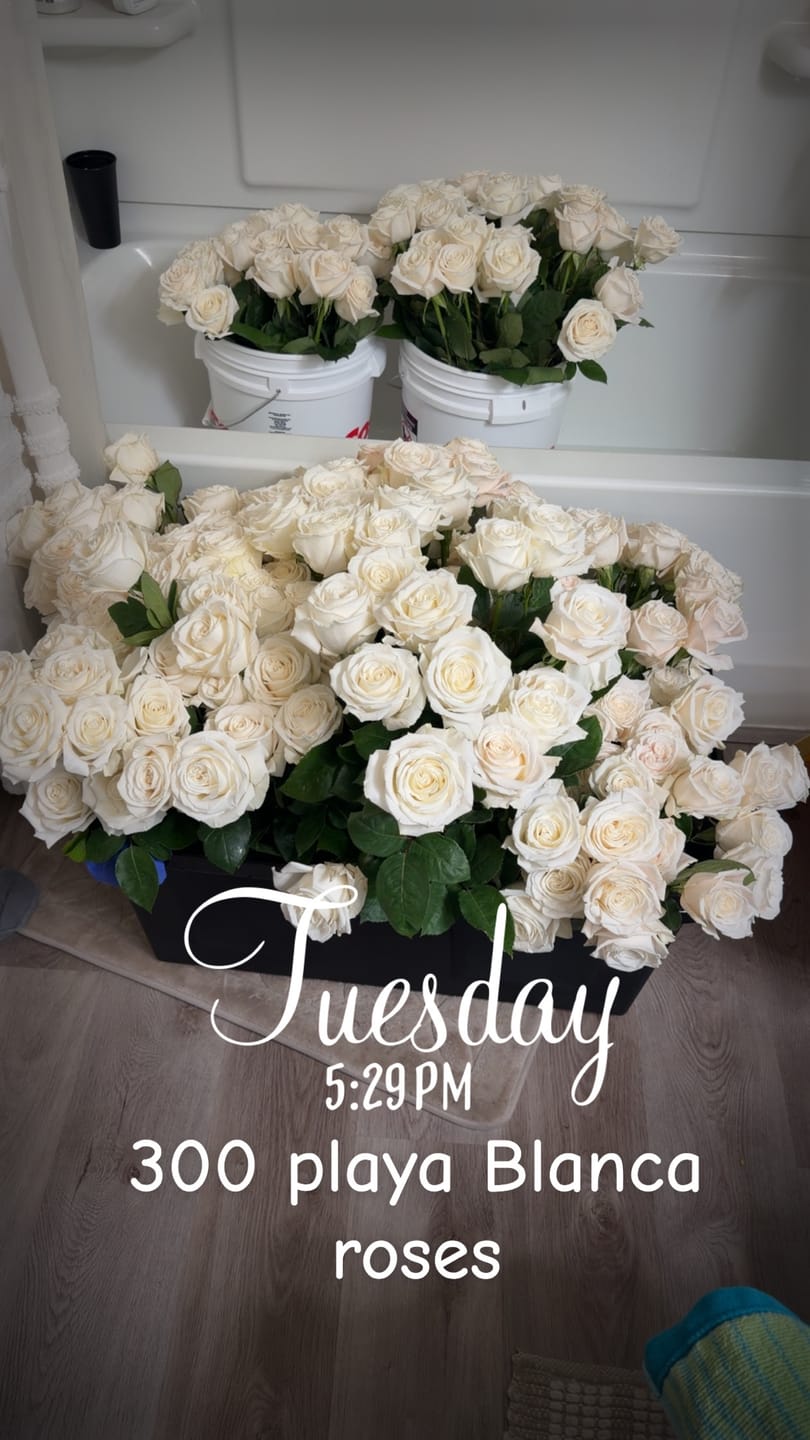 Customer photo review of Playa Blanca Rose