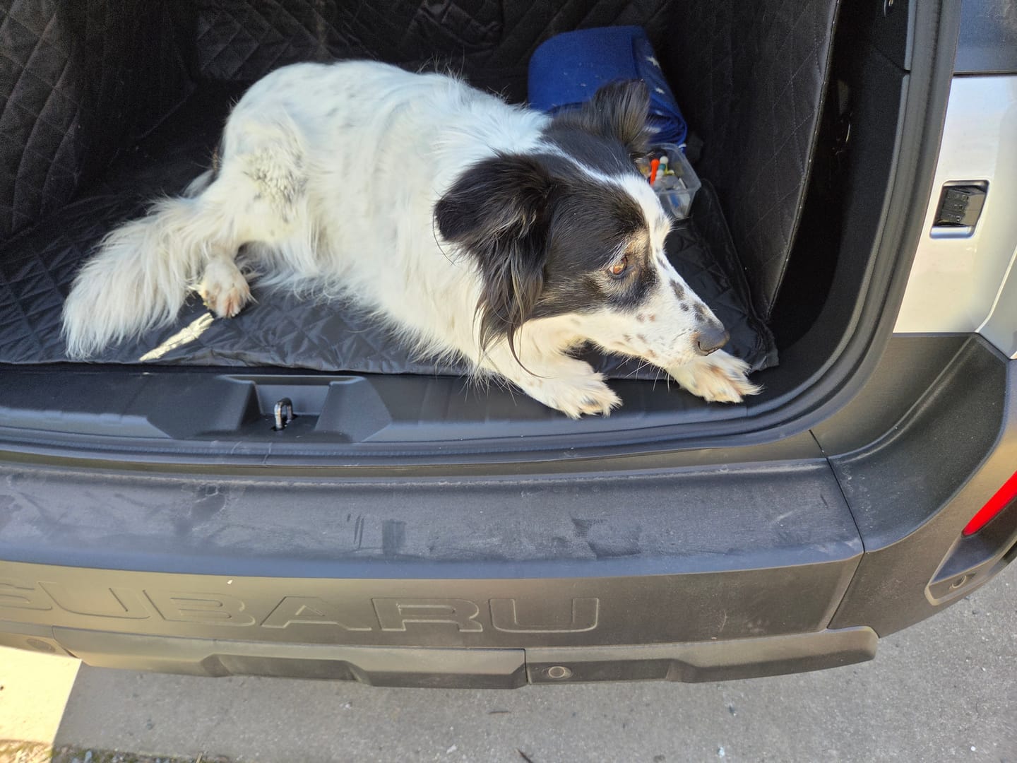 Customer photo review of 🐶Paw Protect - Dog Boot Cover
