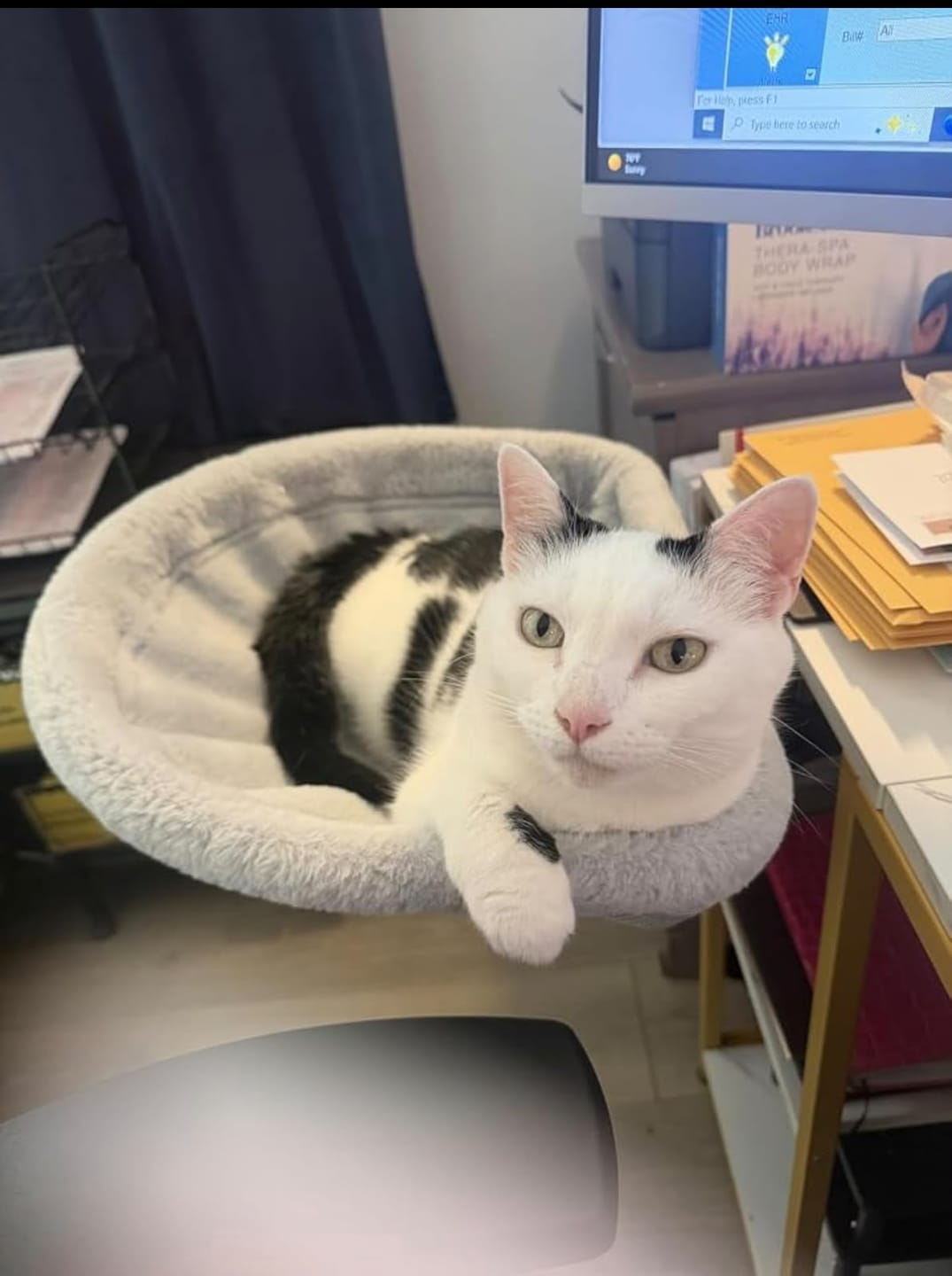 Customer photo review of FlotyCat® Desk Hammock