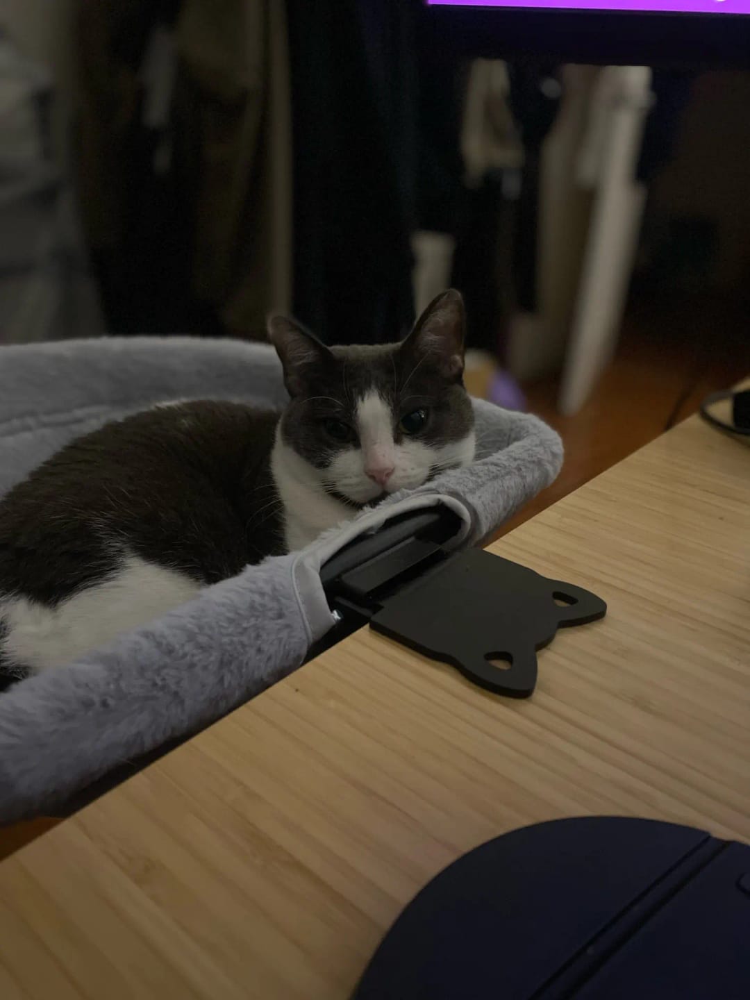 Customer photo review of FlotyCat® Desk Hammock