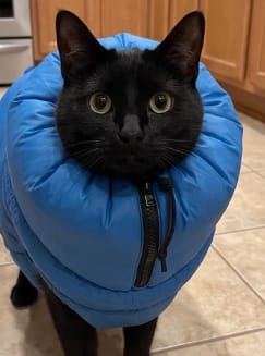 Customer photo review of Bolsa Secadora para Gatos