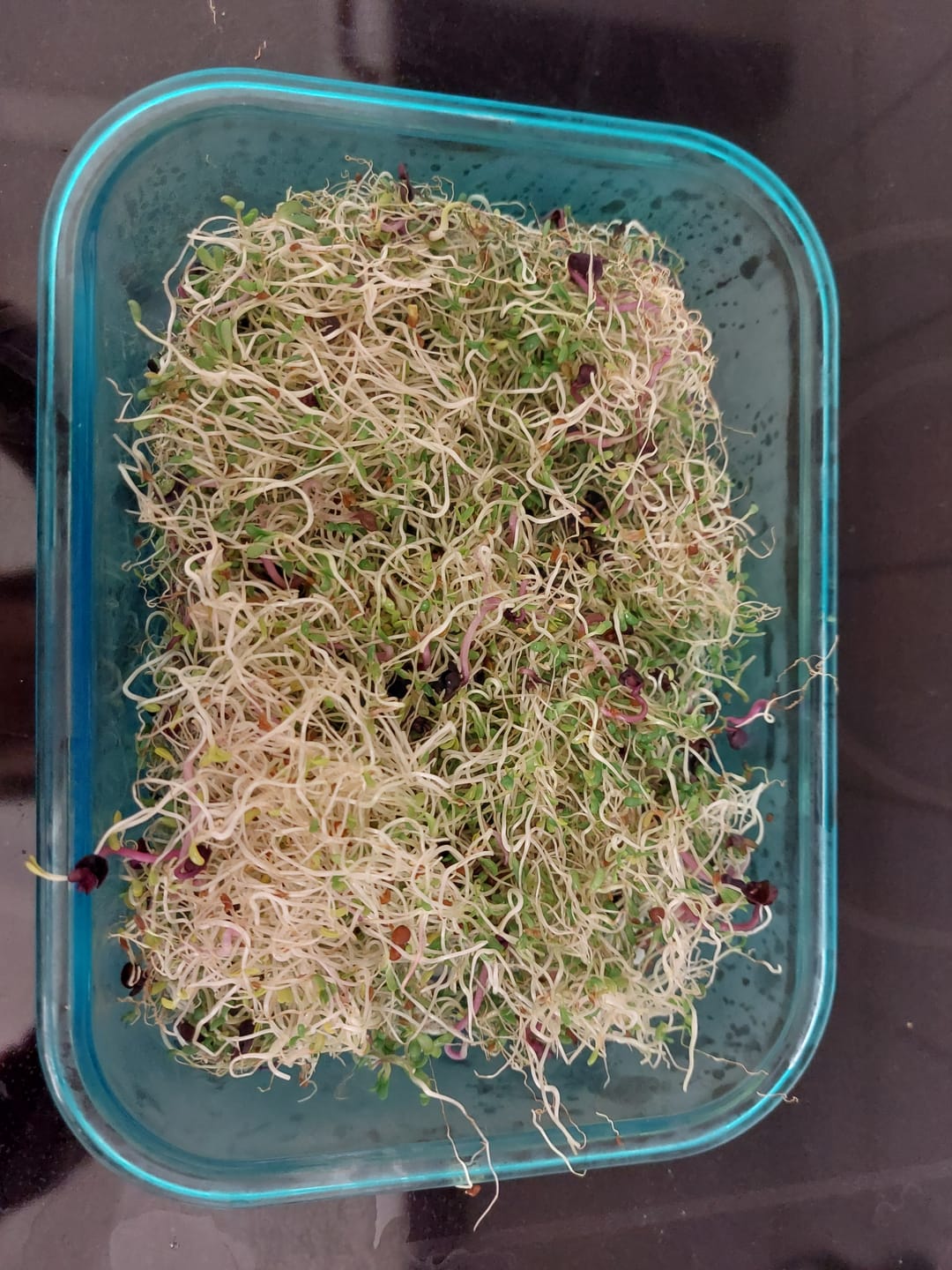 Customer photo review of Alfalfa Sprossen / Luzerne Bio Samen 250g