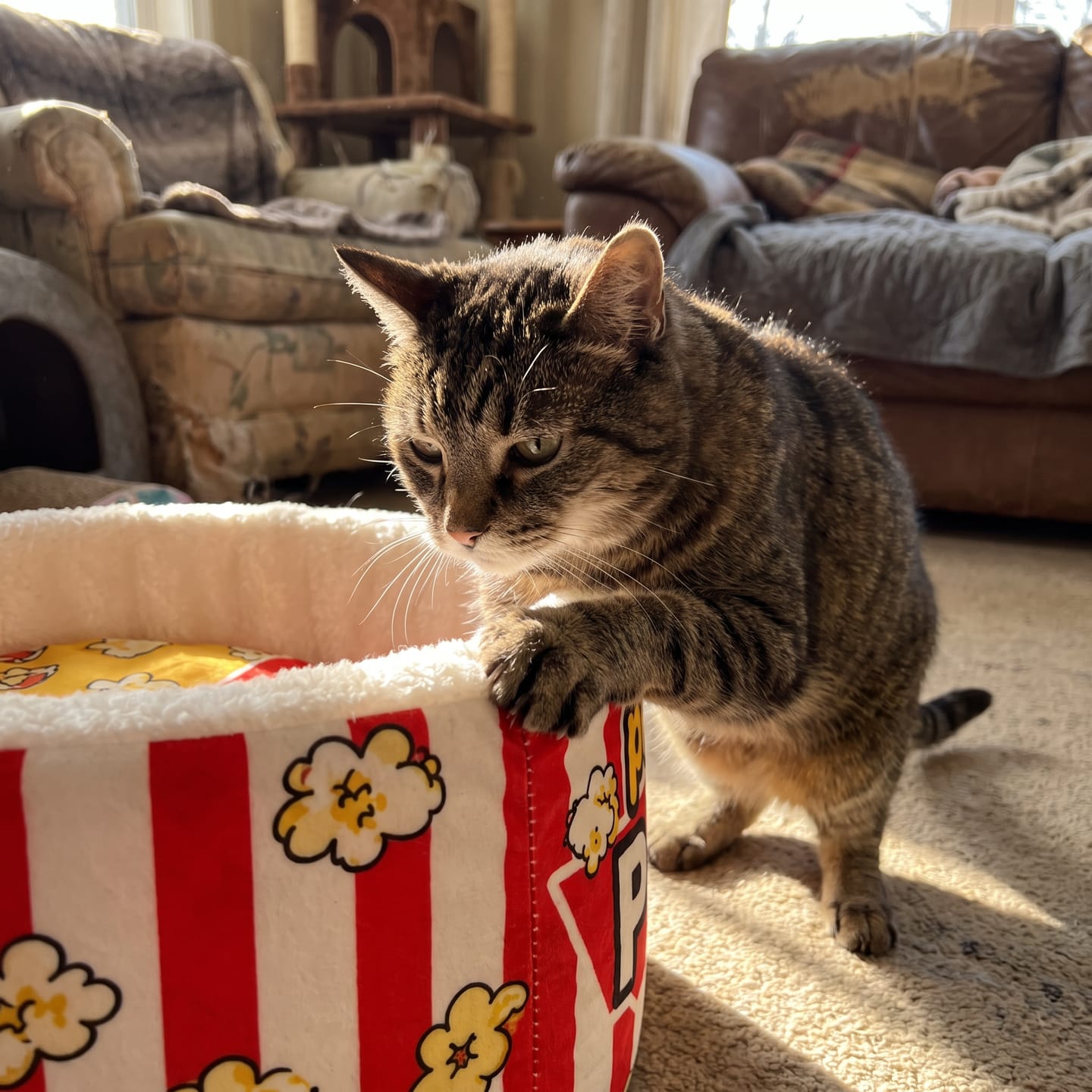 Customer photo review of Cama PopCorn para tu gato