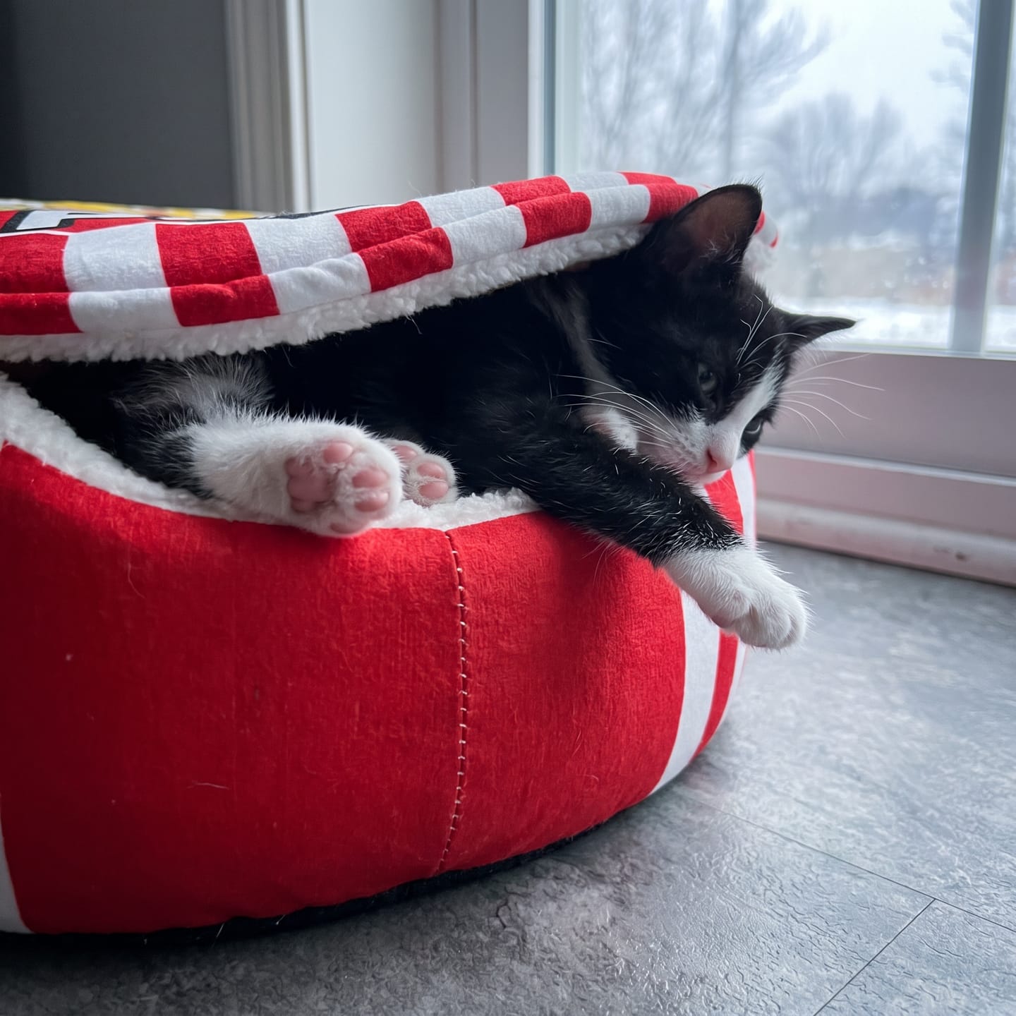 Customer photo review of Cama PopCorn para tu gato