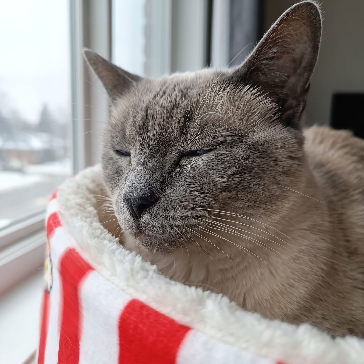 Customer photo review of Cama PopCorn para tu gato
