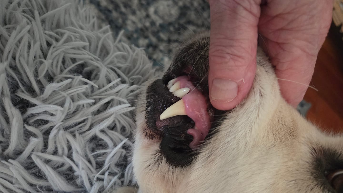 Customer photo review of Pet Dental Spray by Furaqua || Veterinarian Recommended 🏆