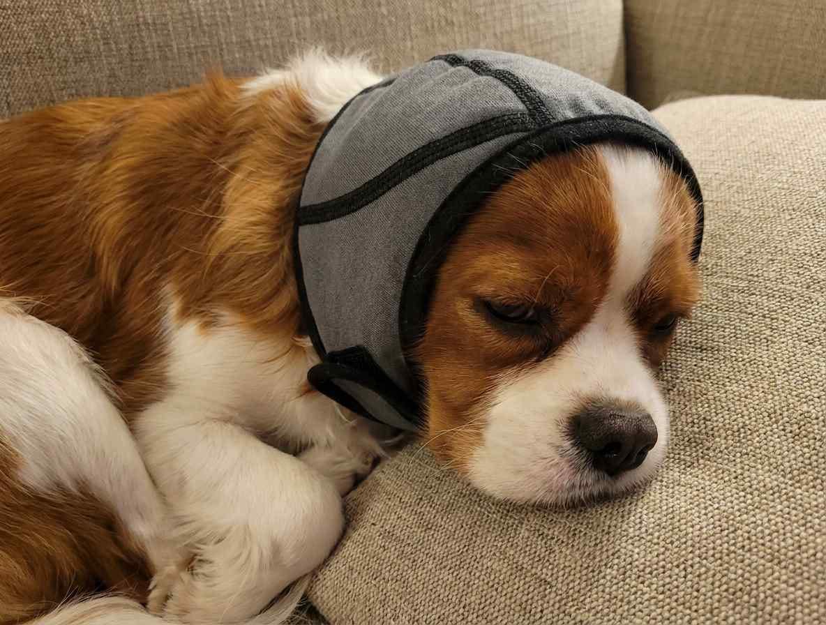 Customer photo review of Orejeras Calmantes para Perros