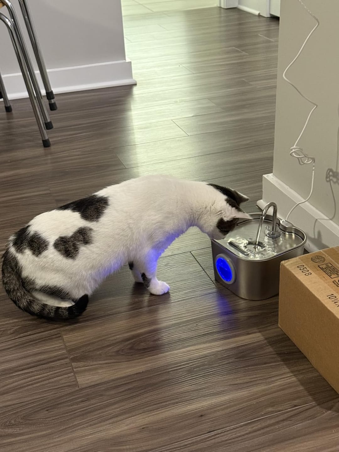 Customer photo review of AquaPurr™ Fresh Water Fountain