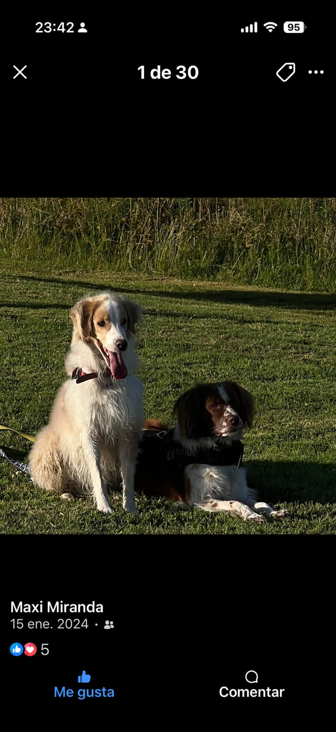 Customer photo review of Probioticos para perros