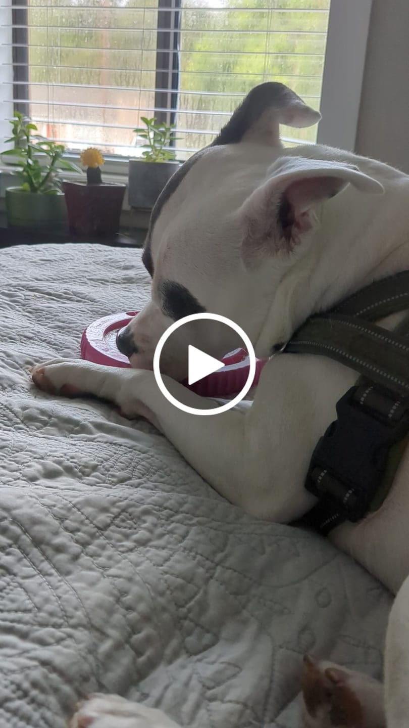 Customer video review of FreezSwirl - Durable Stimulation Toy