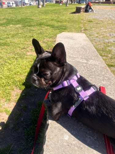 Customer photo review of Arnes H Antitirones Pets Club Confort