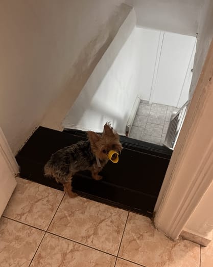 Customer photo review of Bozal QuietDog ˢᵗʳ Controla mordidas y ladridos.