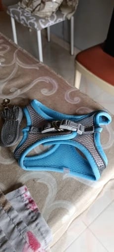 Customer photo review of ARNÉS + CORREA ANTIESCAPE PARA GATOS