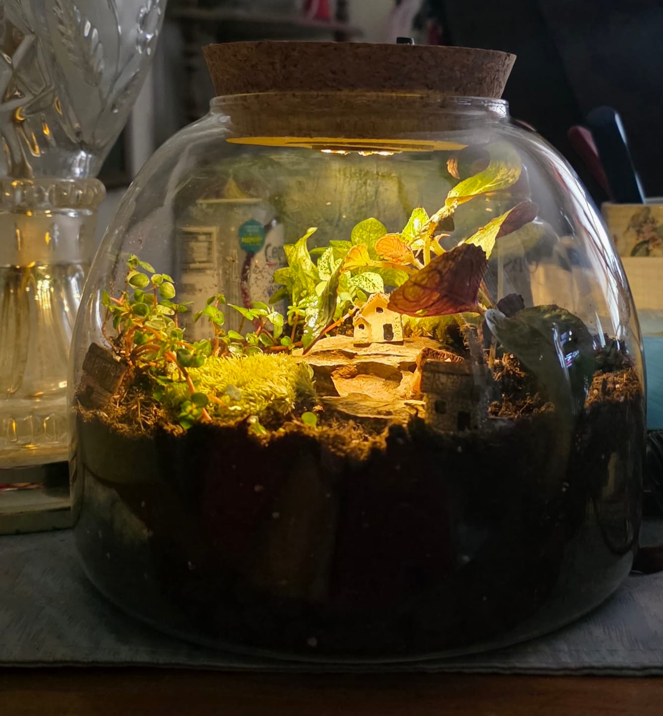 Customer photo review of Light Up Terrarium Kit