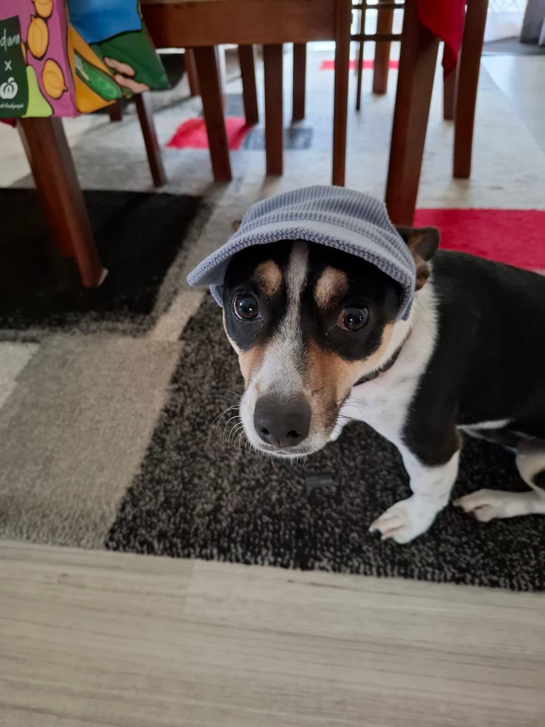 Customer photo review of DOG HATS