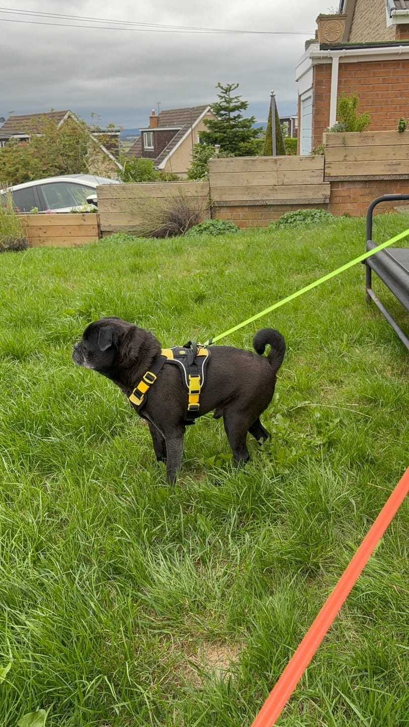 Customer photo review of Anti Pull Hurricane Harness Lighter | With Handle - Black X Yellow