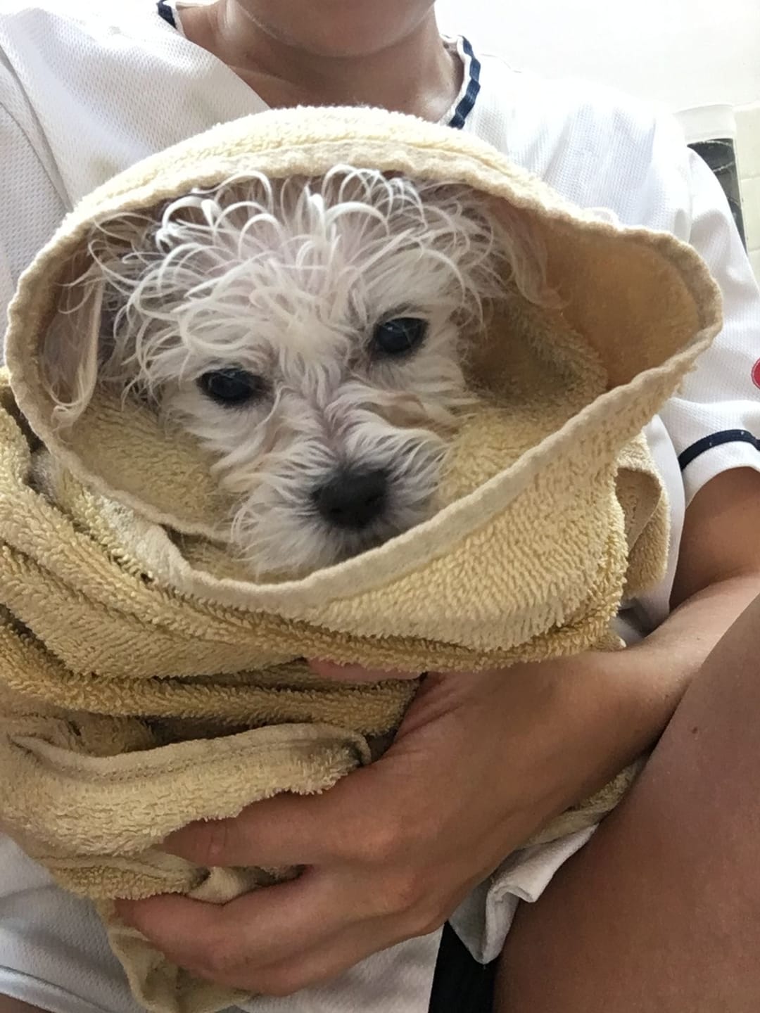 Customer photo review of Baño Sin Pelea | Sujeta y Baña