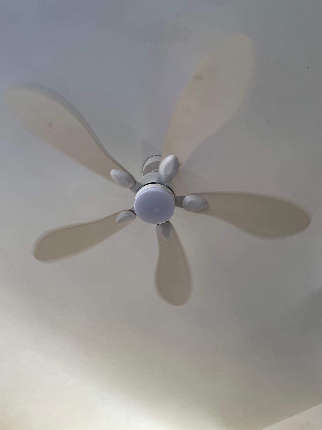 Customer photo review of Libellule | Ventilateur de plafond