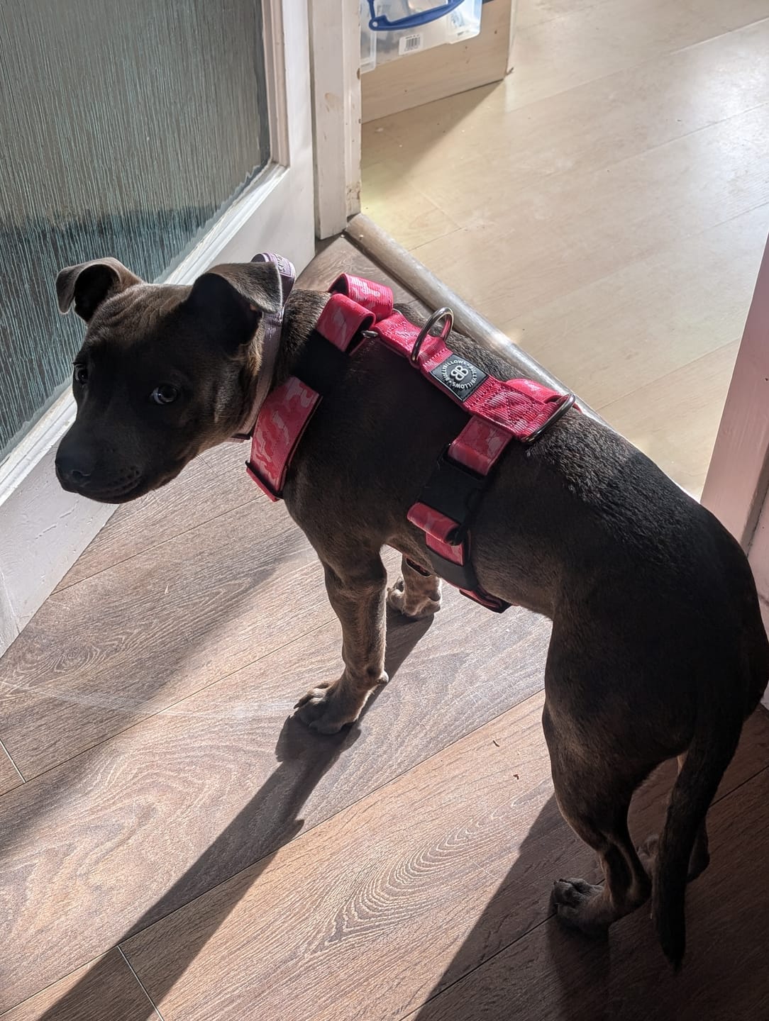 Customer photo review of Anti-Pull TRI-Harness® | Training Dog Harness for All Breeds - Bubblegum