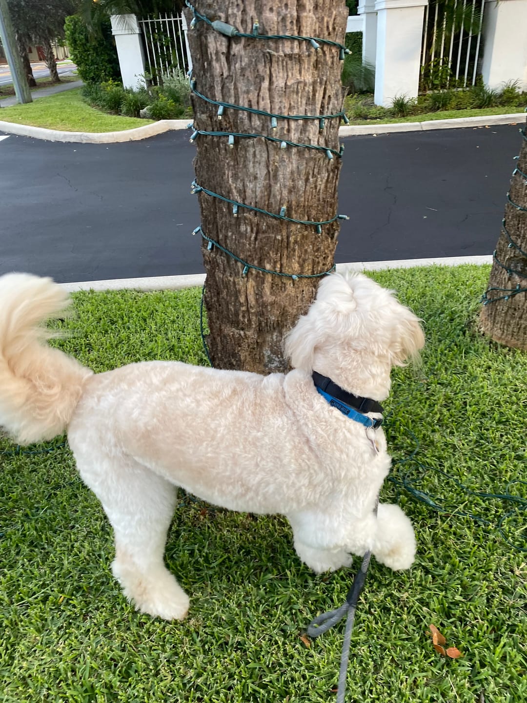 Customer photo review of Freedom Joint Chews
