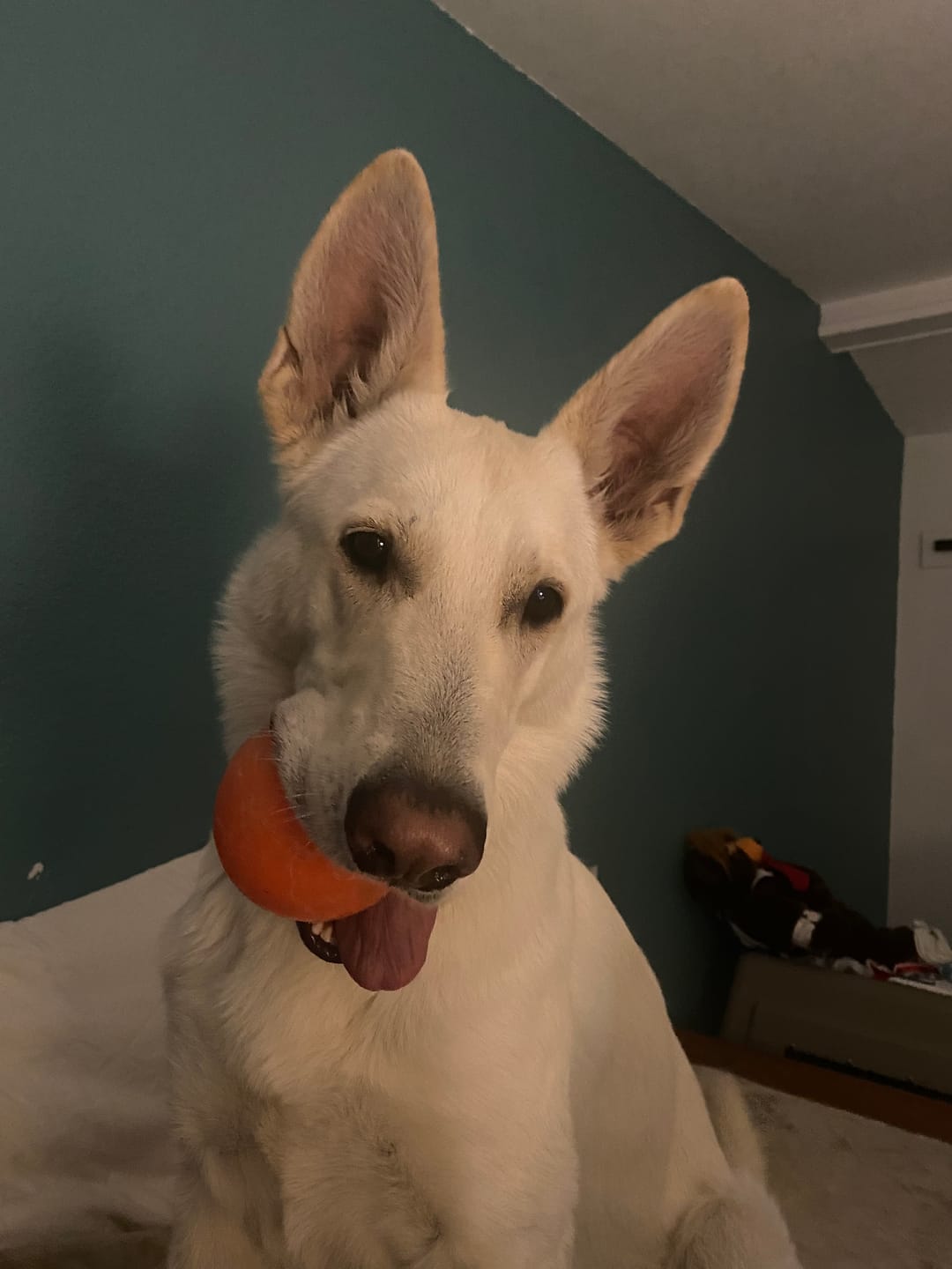 Customer photo review of K9 Belly Bliss™