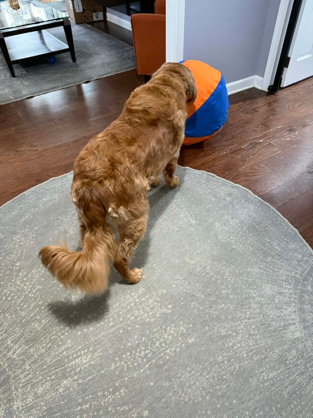 Customer photo review of Seravi Herding Ball