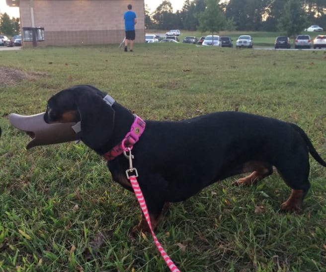 Customer photo review of Bozal QuietDog ˢᵗʳ Controla mordidas y ladridos.