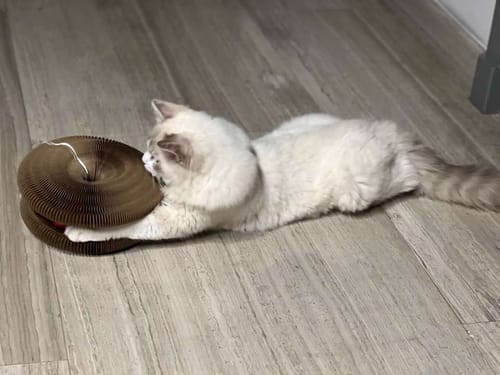 Customer photo review of CurePet Interactive Springs - Physical and Mental Exercise Toy for Cats