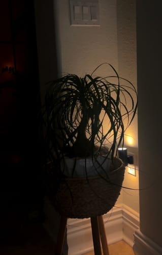 Customer photo review of LumiLight