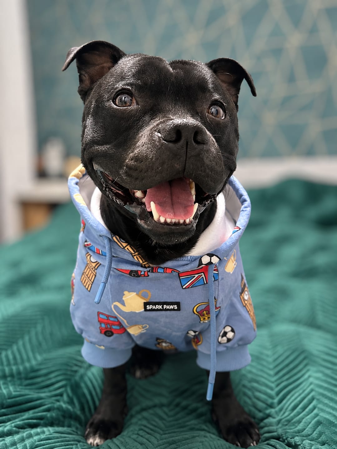 Customer photo review of The UK Dog Hoodie
