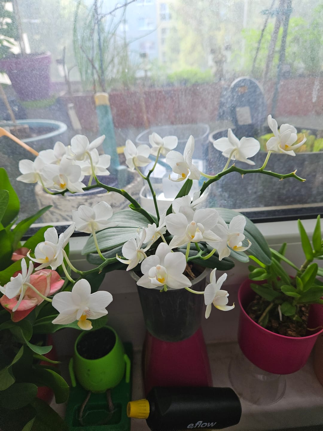 Customer photo review of Bonsaiorchidee Nazare mit weißen Blüten und 3+ Rispen